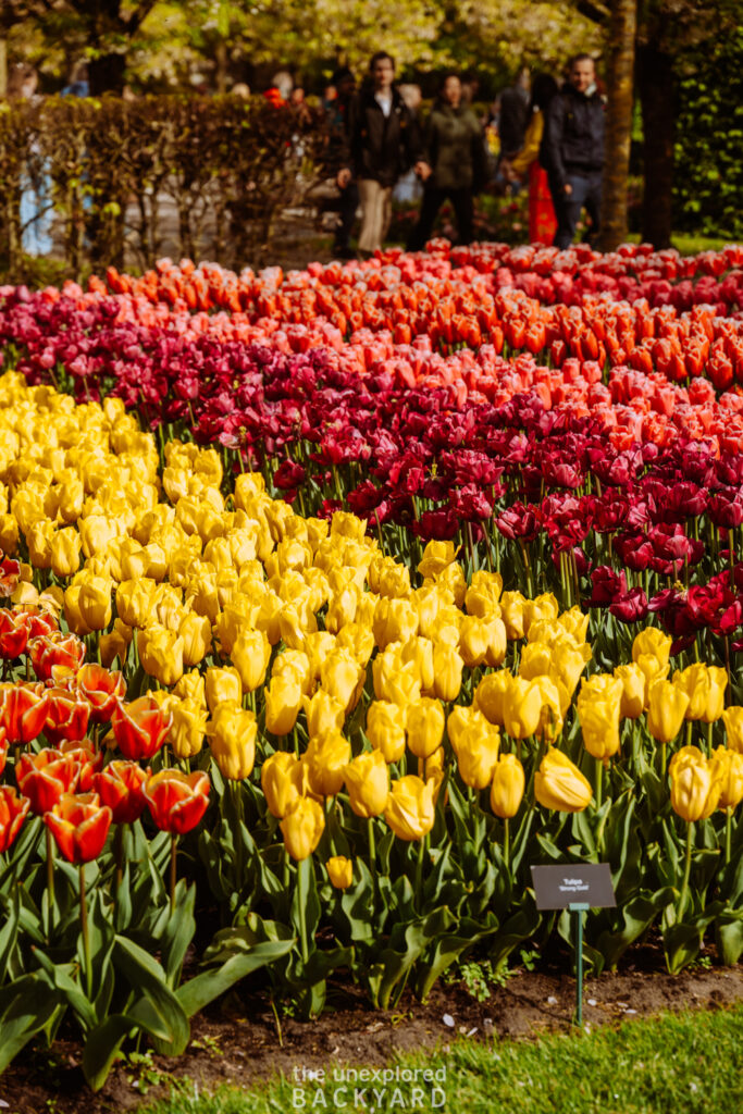 tulip season lisse