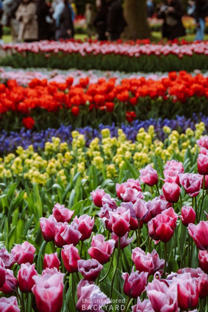 tulip season lisse