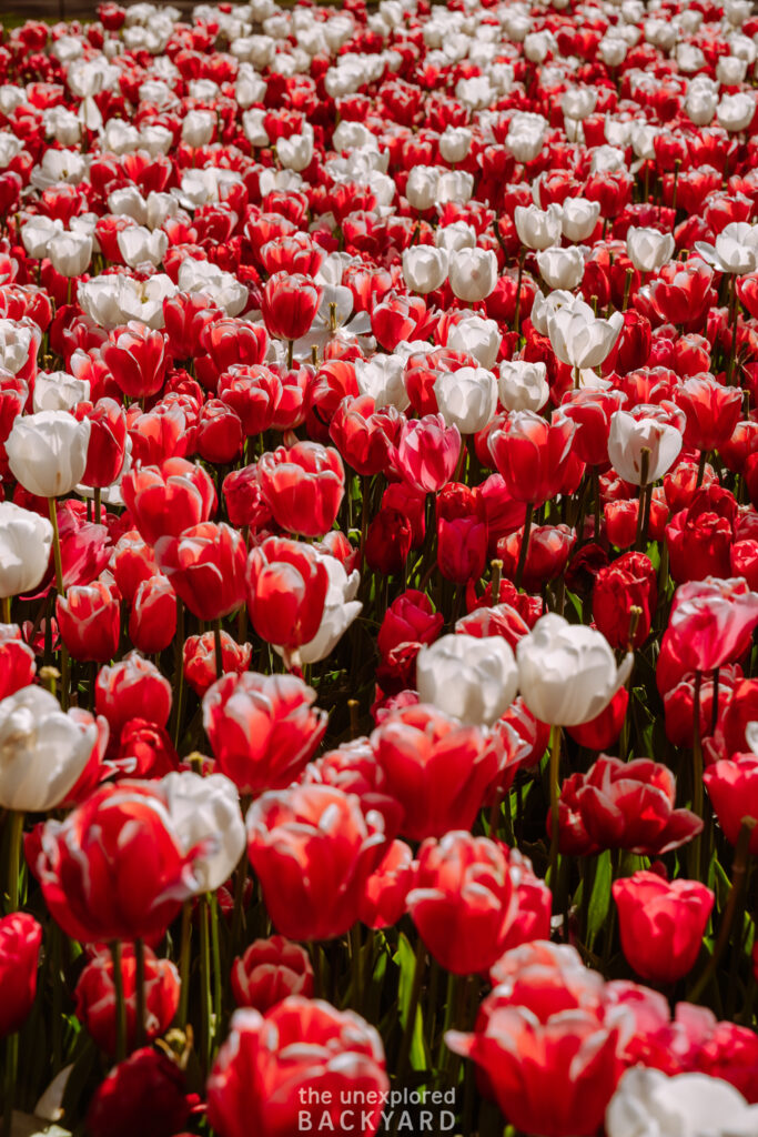 the tulip barn lisse