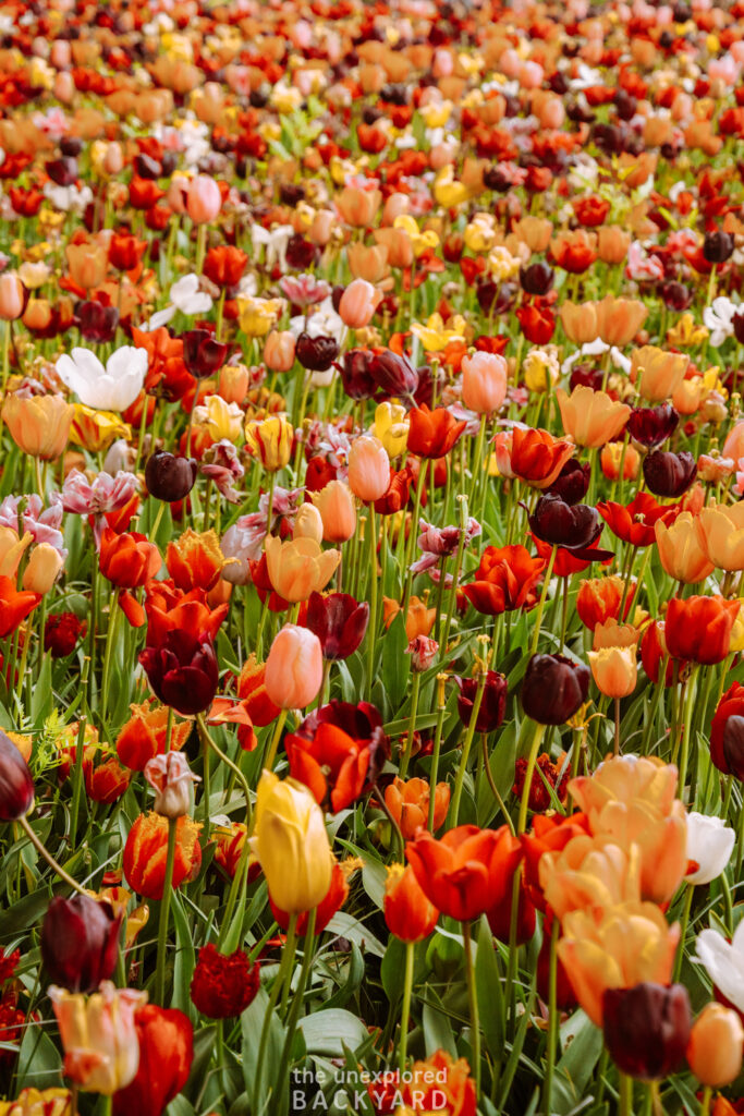 the tulip barn lisse