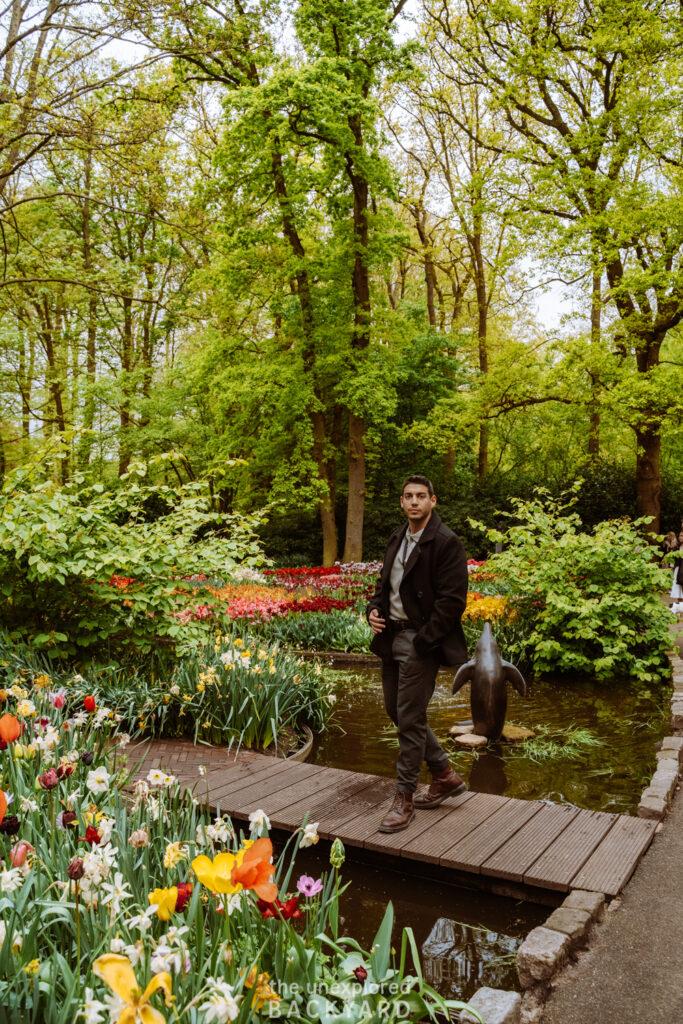 tulips in the netherlands