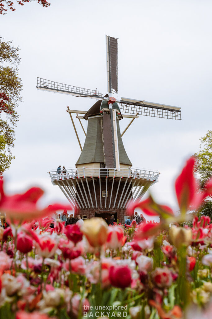 tulip season amsterdam