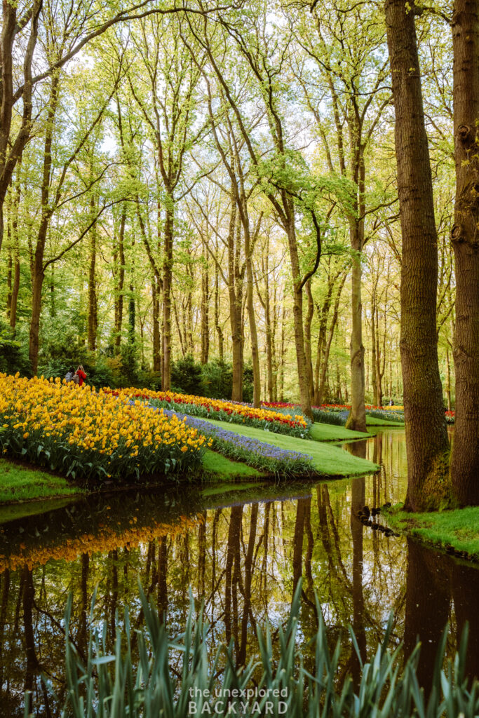 tulips in lisse