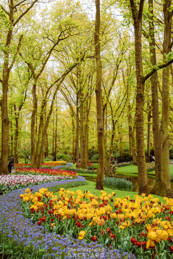 tulip season the netherlands