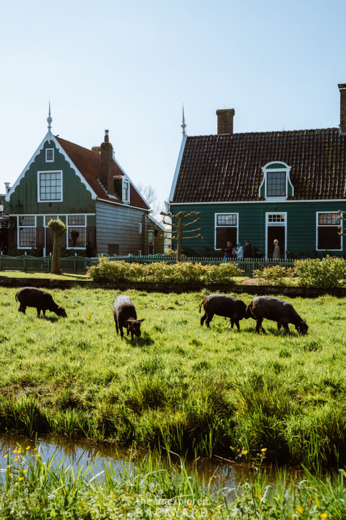 zaanse schans