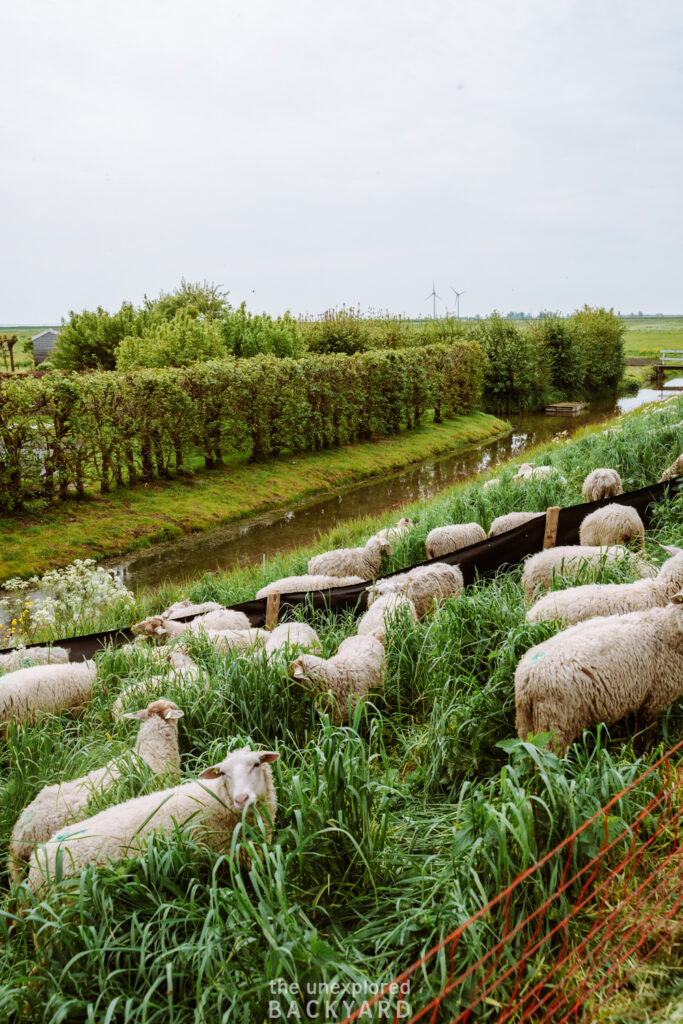 things to do in marken the netherlands