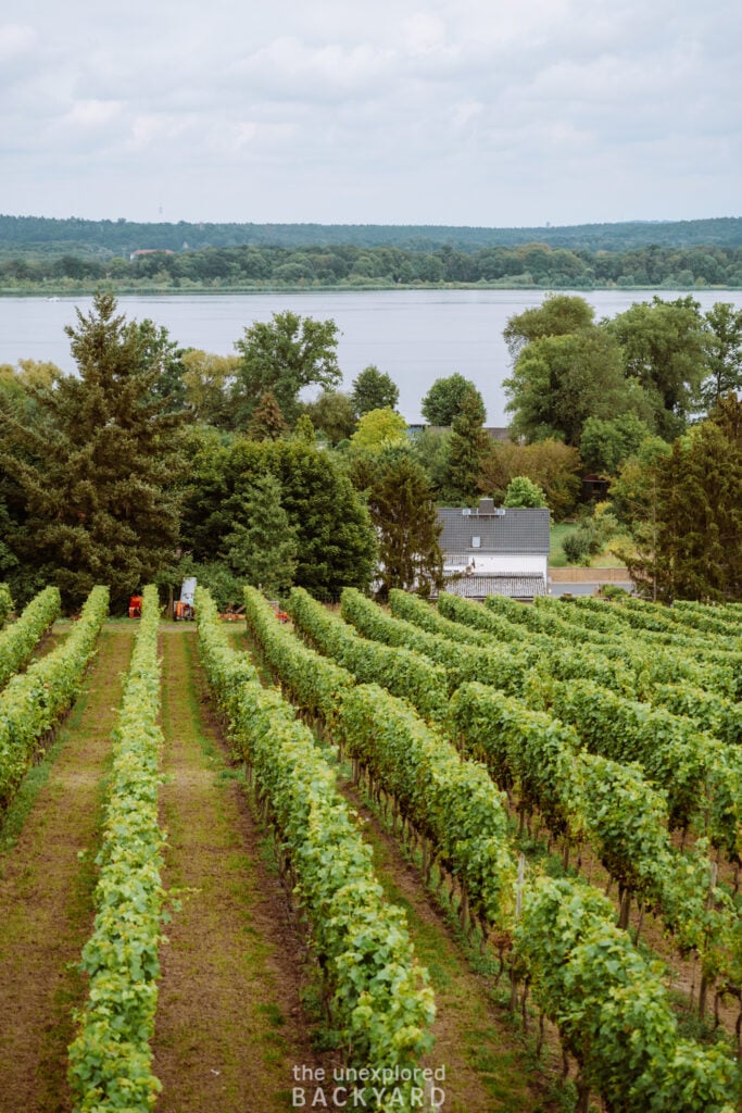 potsdam winery