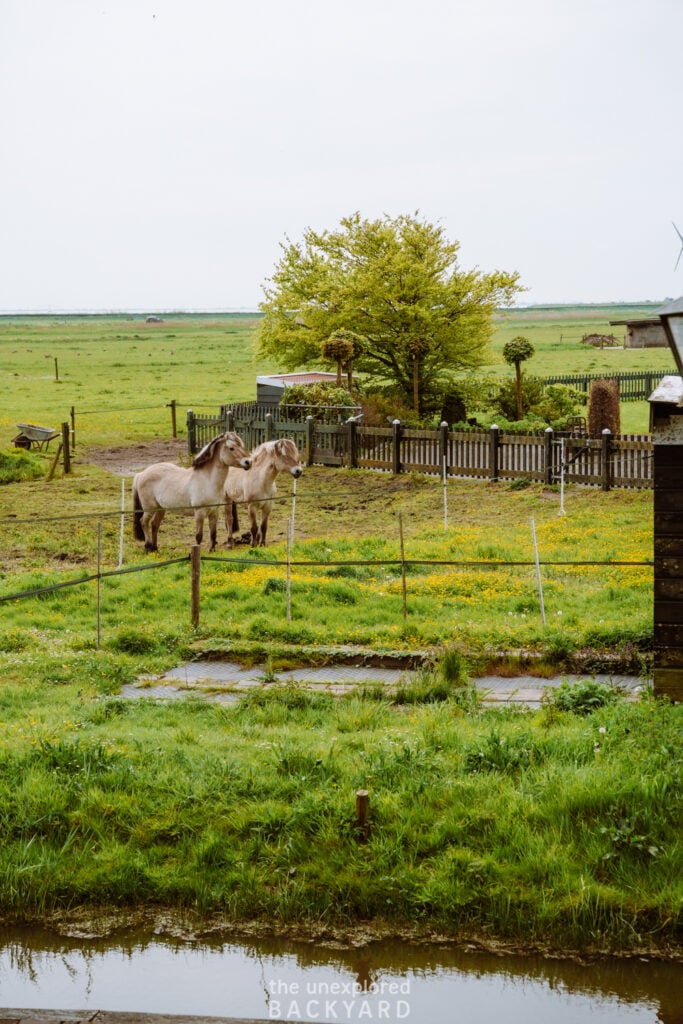 one week in the netherlands