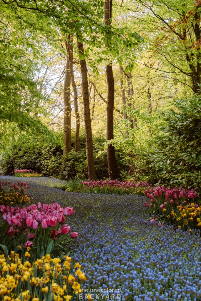one week in the netherlands