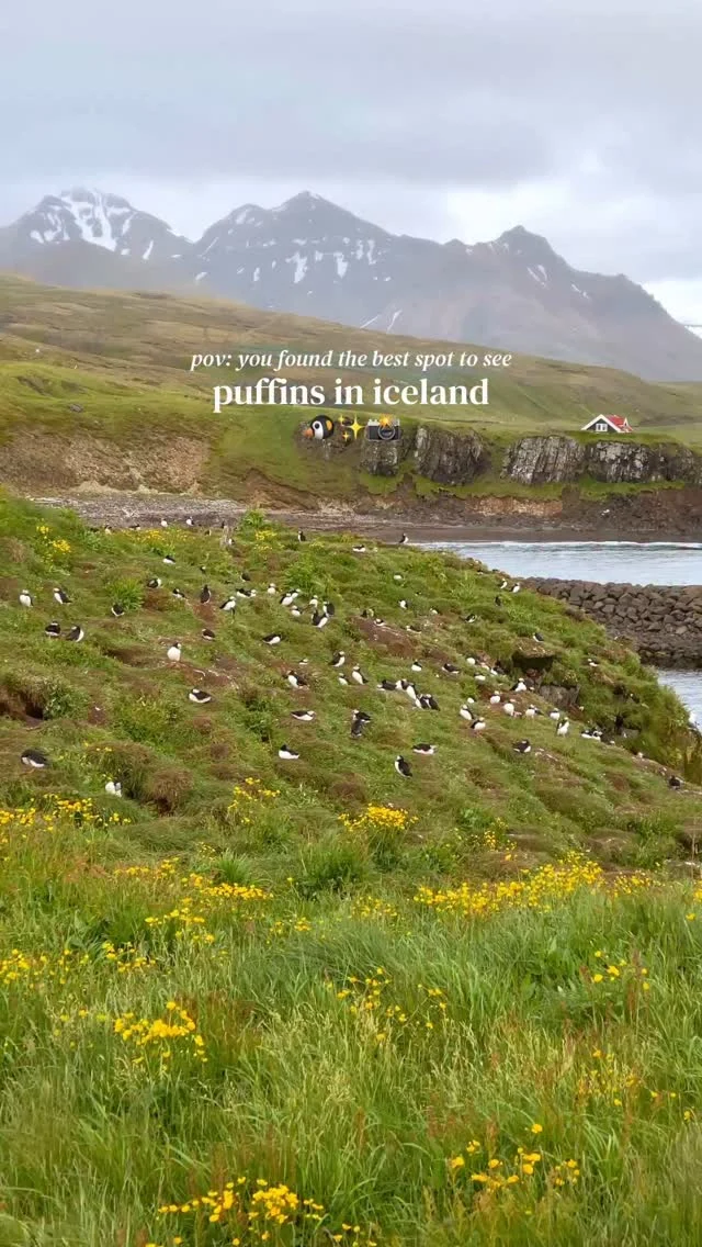 tap for the location and how to visit 💫

save for future visit planning 😇

after checking out several puffin spots around iceland during our trip, I’m convinced this has to be the best one!🐧

little disclaimer: remember to keep your distance and stay in the trail/steps provided, don’t make loud noises, and try not to disturb them 🥹

with that said, this spot is incredible as you can get SO close to the puffins and watch them just do their thing 🧚🏼‍♀️

these clips were all taken with a regular iPhone on either 1x or 2.5x zoom - that’s how close you are to the puffins 🐧

they are super cute and entertaining to watch so plan to spend at least an hour admiring these adorable birds 😇

location ✨
📍borgarfjarðarhöfn, iceland 

this spot is around a one hour detour from the ring road and oh so worth it!🫶🏼

you will find a parking lot right before this spot so it will be super easy to find 🚗

the puffins can be found in iceland between late april until early september ⏳

the best time to spot puffins in iceland is around sunrise and sunset but anytime during the evening should be good here 🥰

if you come to check them out in the night time then I highly recommend staying at the campsite “borgarfjörður eystra tjaldsvæði” located just 5 minutes away 🏕️

send this reel to someone you want to go see puffins with 💌

follow for more tips around my backyard (europe)🥰

#puffin #puffins #icelandnature #icelandtravel 

best place to see puffins • puffins in iceland • best places to see puffins • puffin season iceland • puffins •